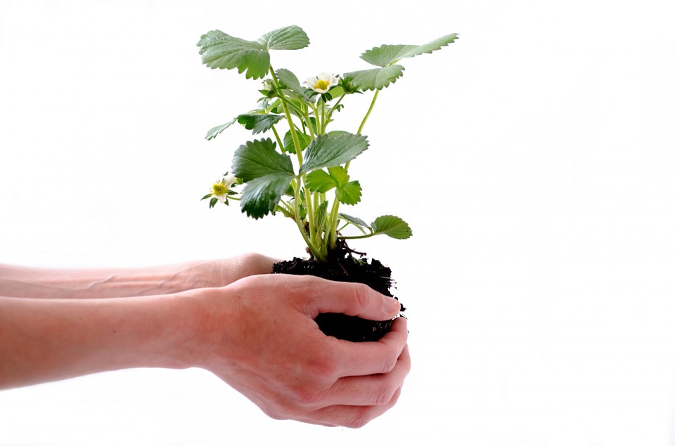 Astuces pour un jardinage facile avec les enfants
